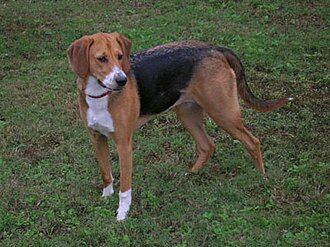 American Foxhound