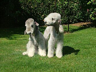 Bedlington Terrier
