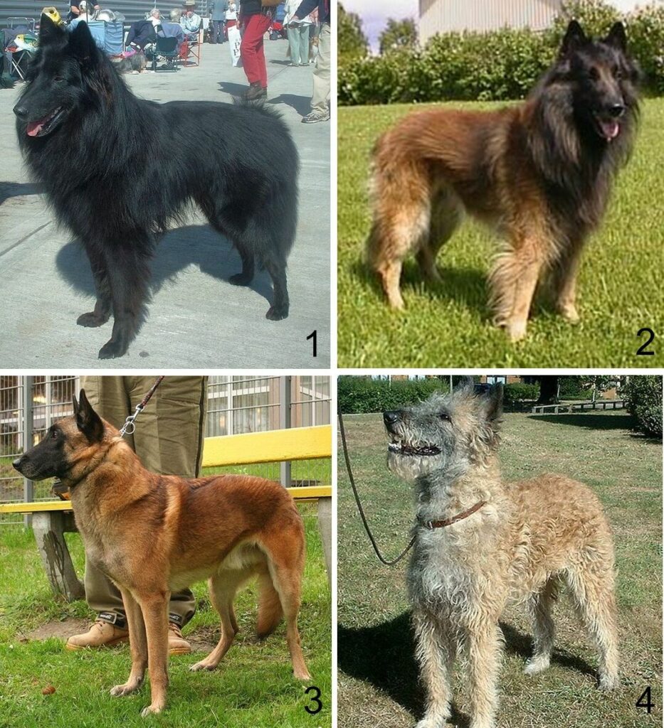 Belgian Malinois