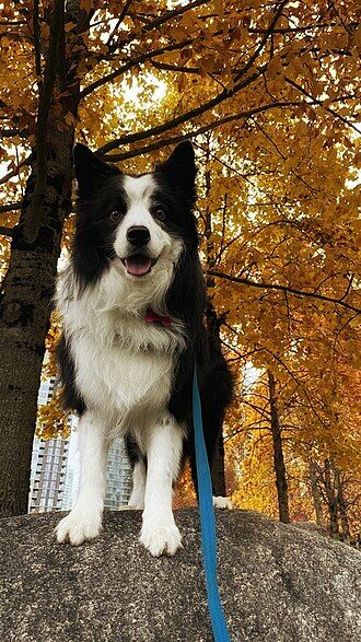 Border Collie