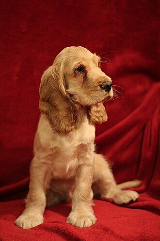 English Cocker Spaniel
