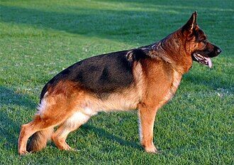German Shepherd Dog