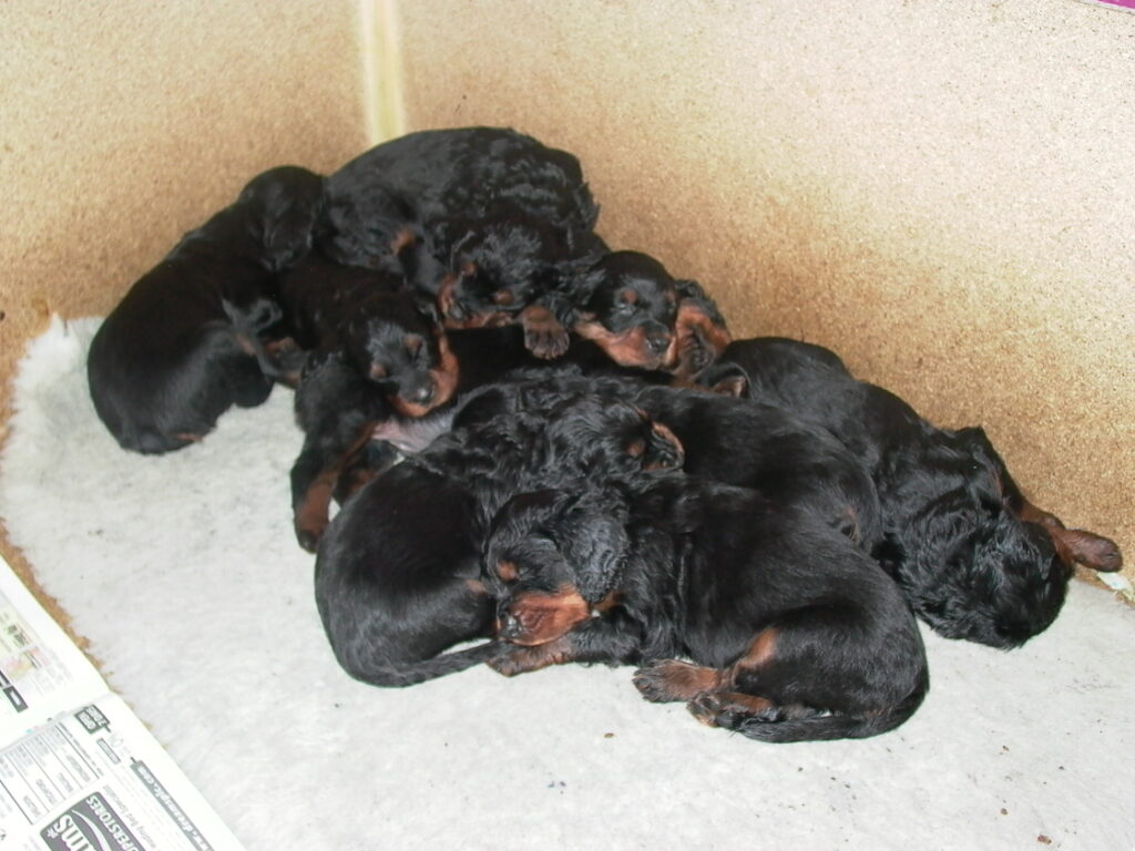 Gordon Setter