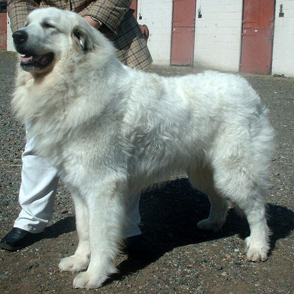 Great Pyrenees