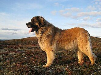 Leonberger