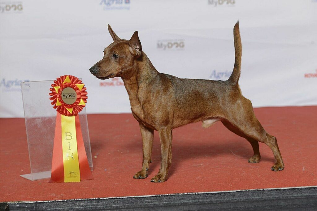 Miniature Pinscher