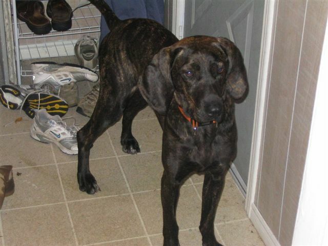 Plott Hound