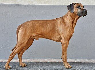 Rhodesian Ridgeback
