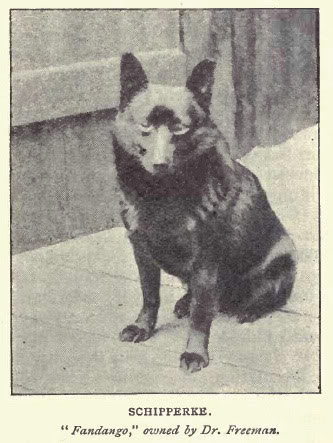 Schipperke