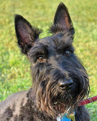 Scottish Terrier