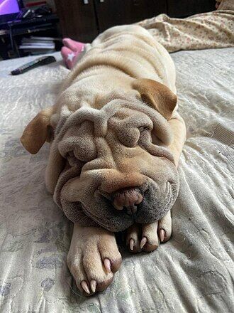 Shar Pei