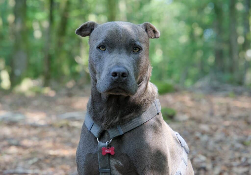 American Staffordshire Terrier