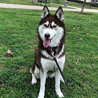 Siberian Husky