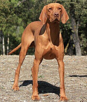 Vizsla