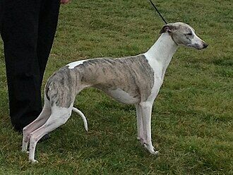 Whippet