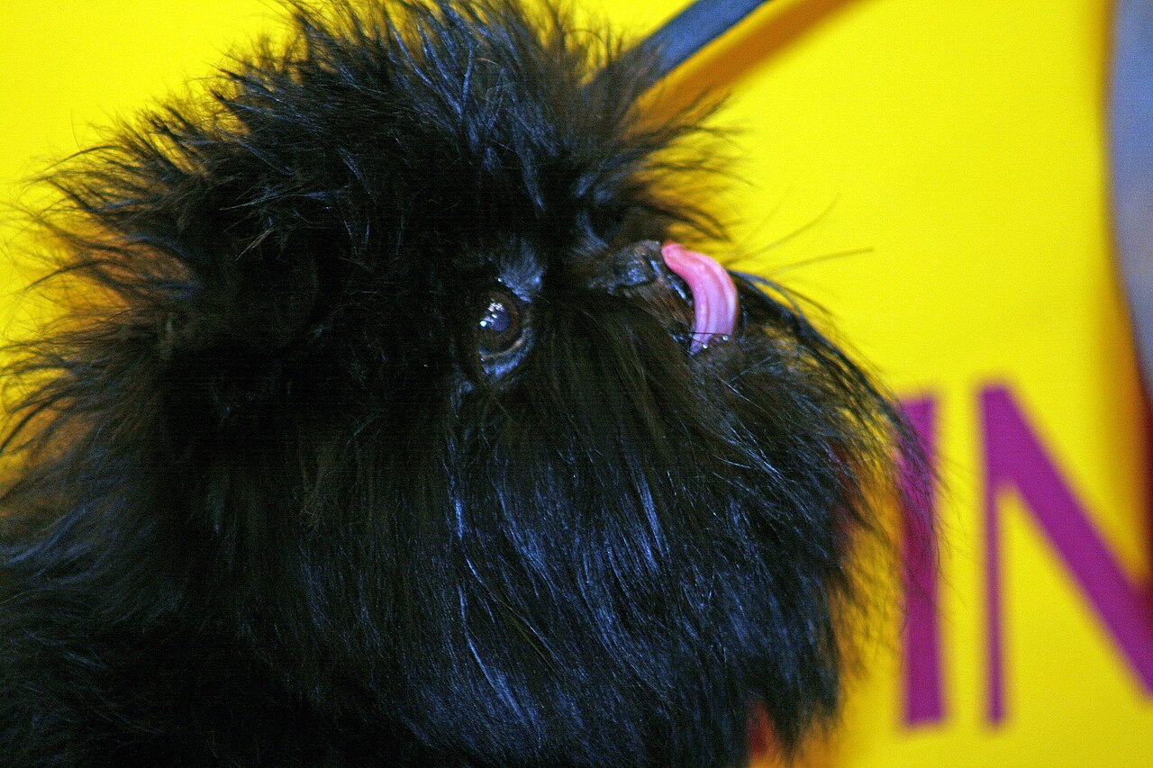 Black-coated Affenpinscher in the open air, whole body