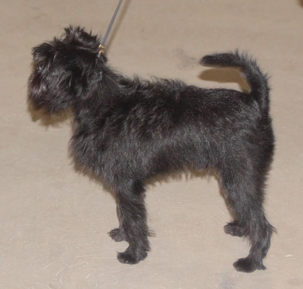 Close-up of the apelike expression of an Affenpinscher