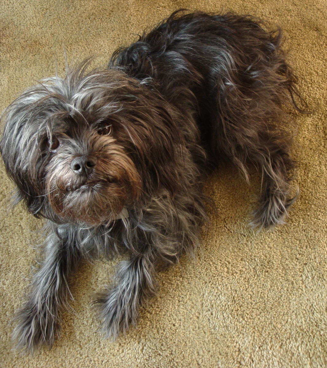 Affenpinscher looking at the camera