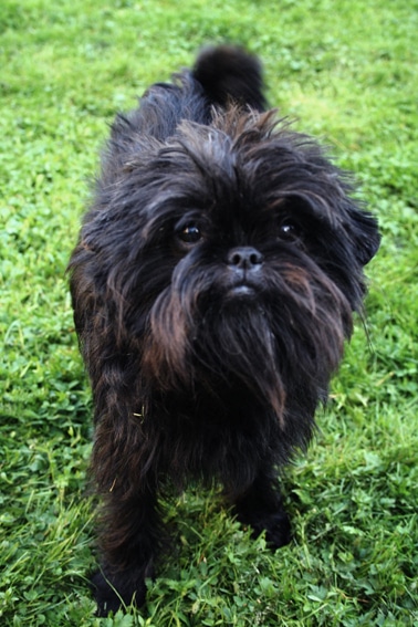 The Affenpinscher