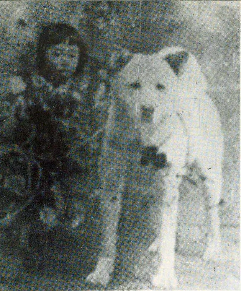 Historical black and white photograph of an Akita circa 1907