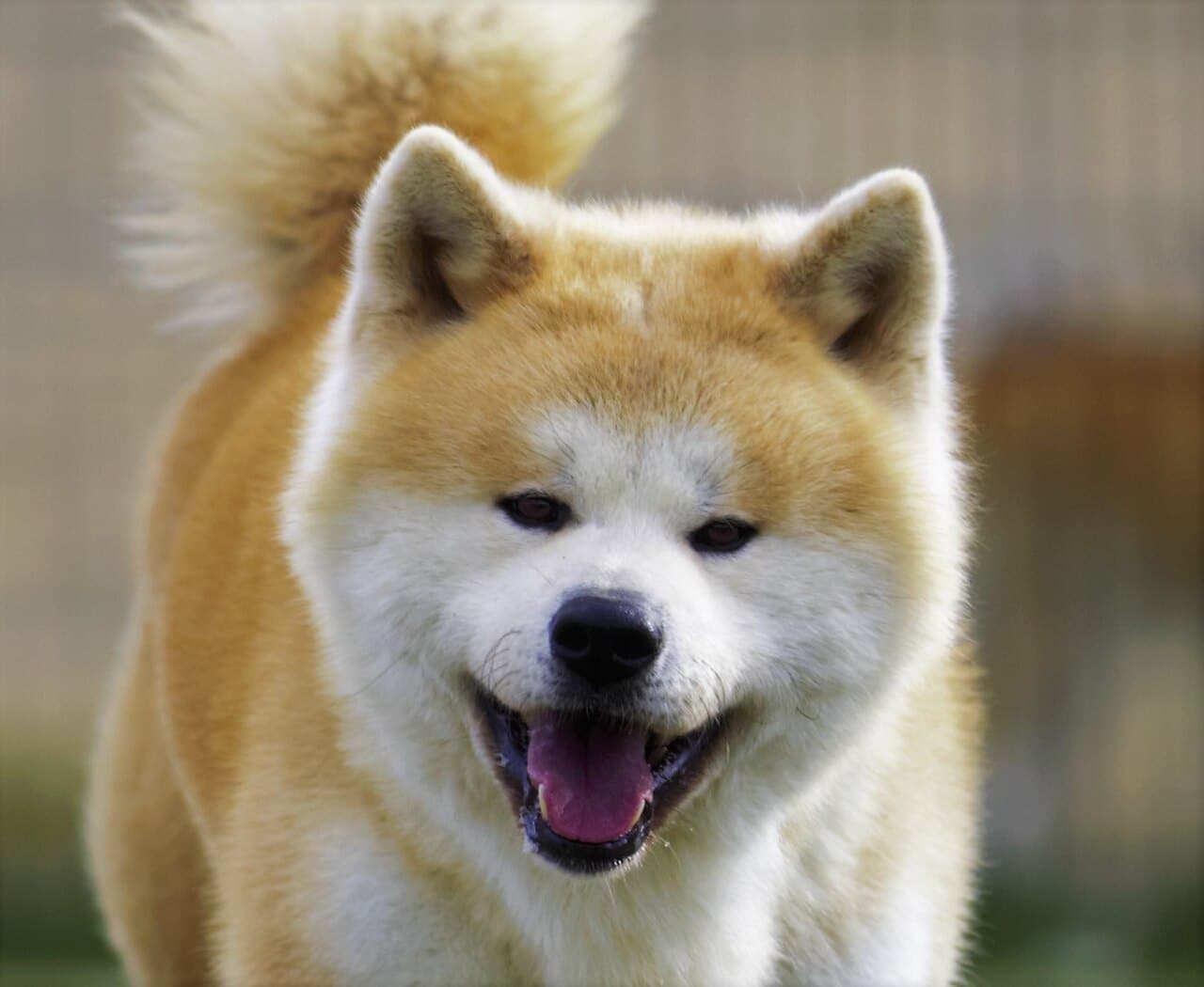 Close-up of the face of an Akita Inu with white urajiro marks
