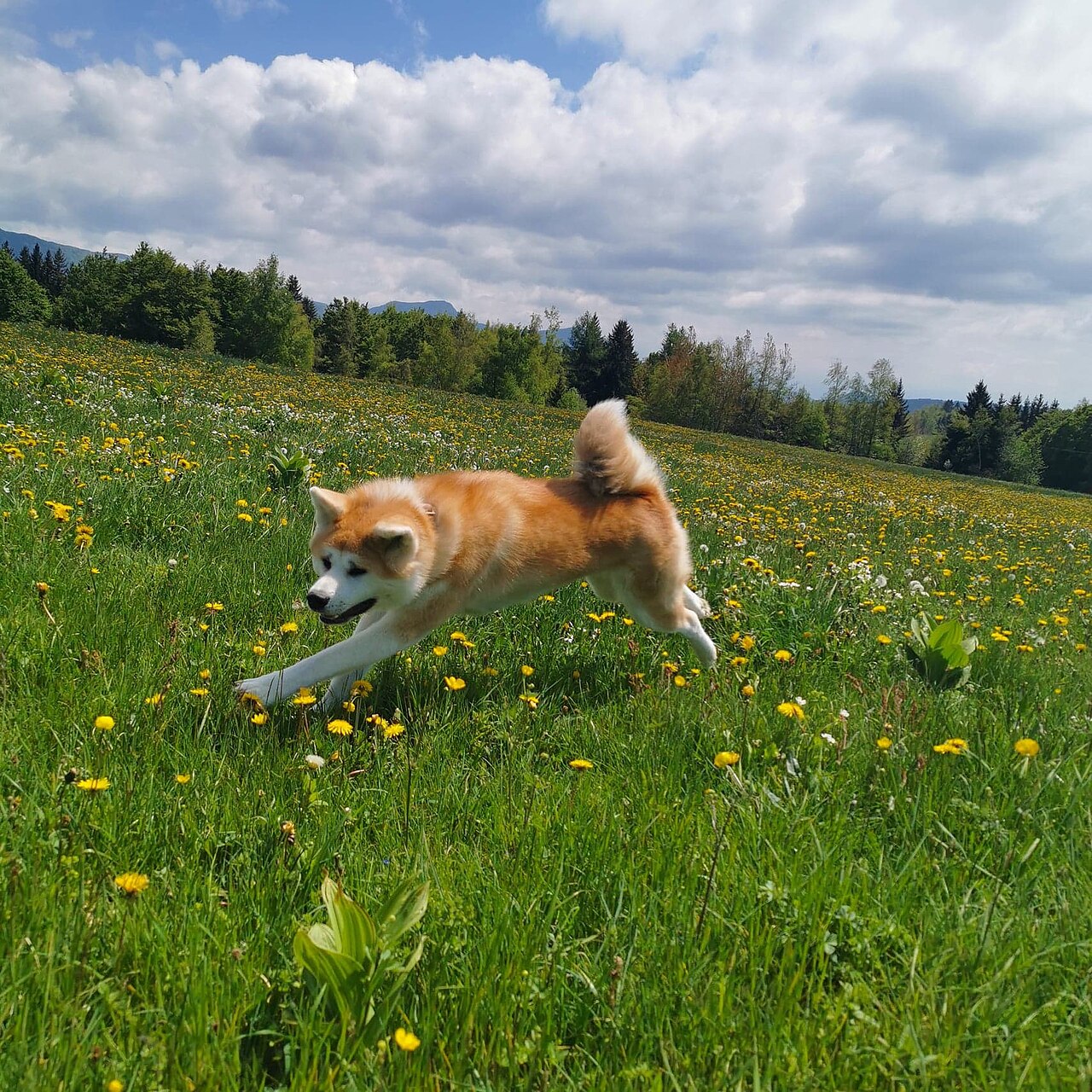 Red Akita Inu running through a meadow