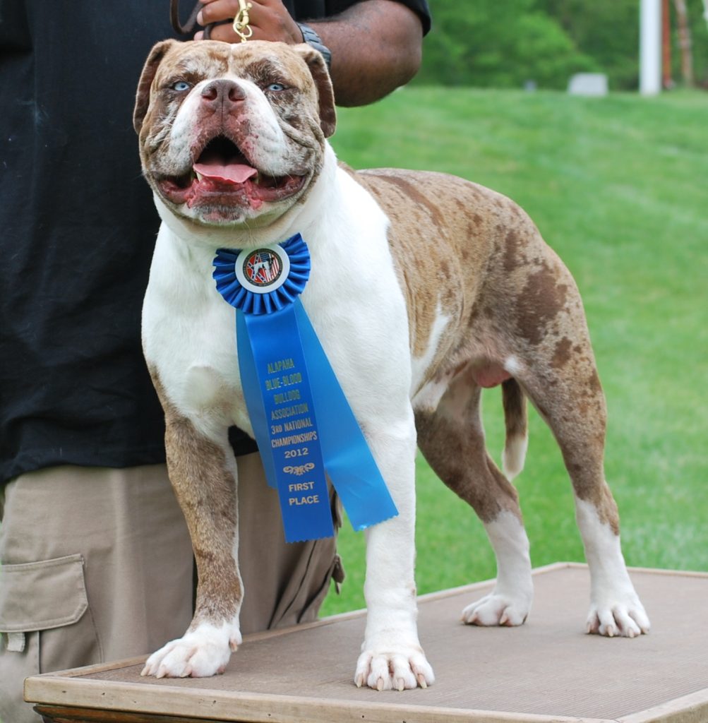 Alapaha Bulldog do Sangue Azul