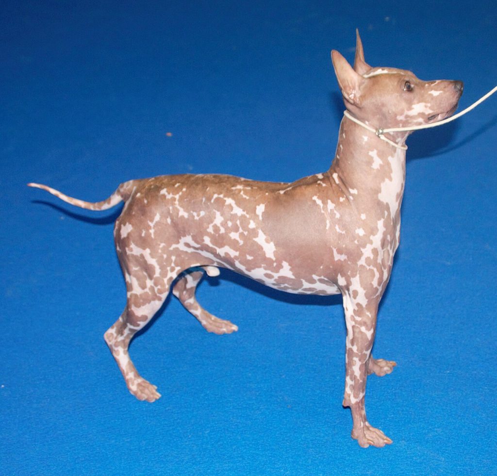 American Hairless Terrier
