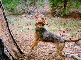 American Leopard Hound
