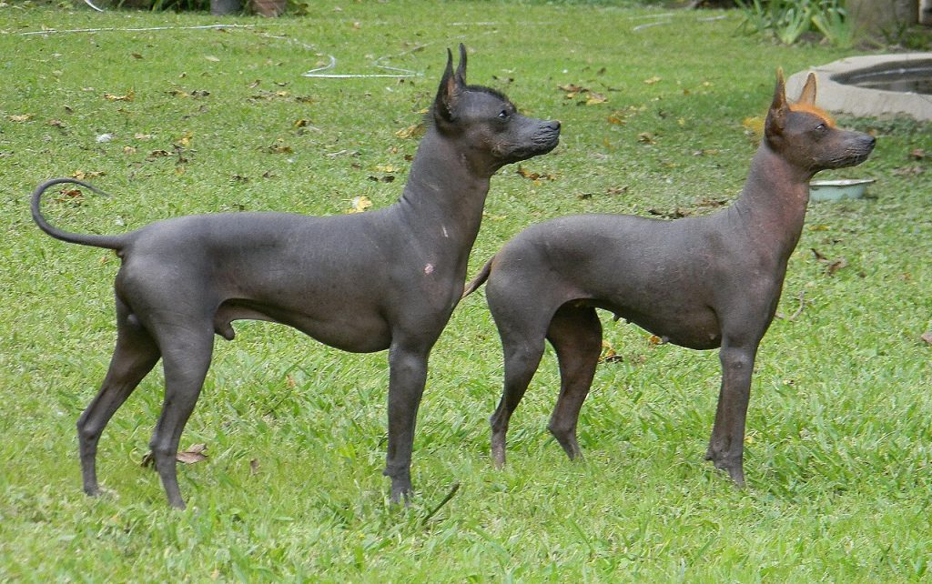Argentine Pila