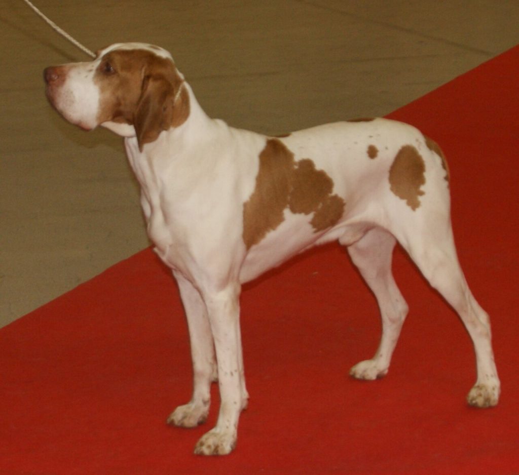 Ariège Pointer