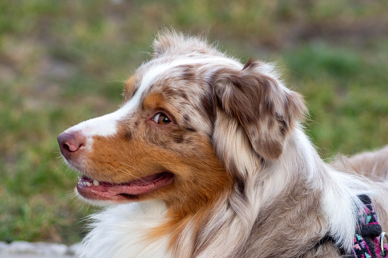 Retrato de cabeza de Pastor Australiano red merle