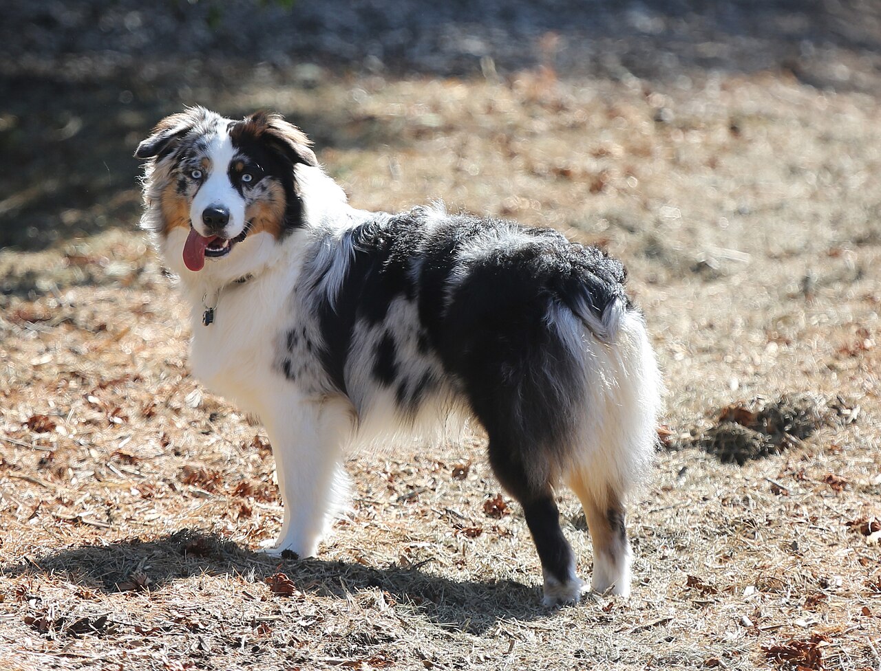Pastor Australiano blue merle de cuerpo entero