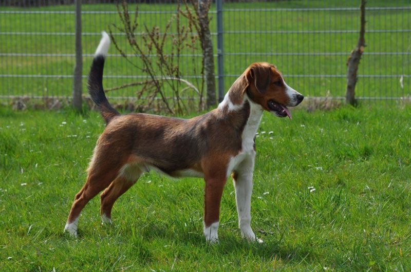 Austrian Pinscher
