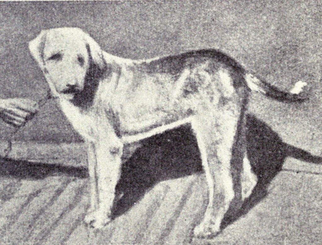 Banjara Hound