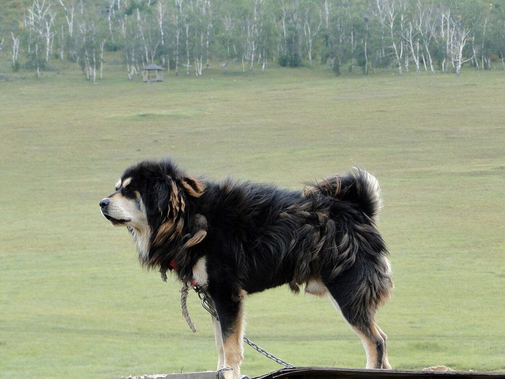 Bankhar Dog