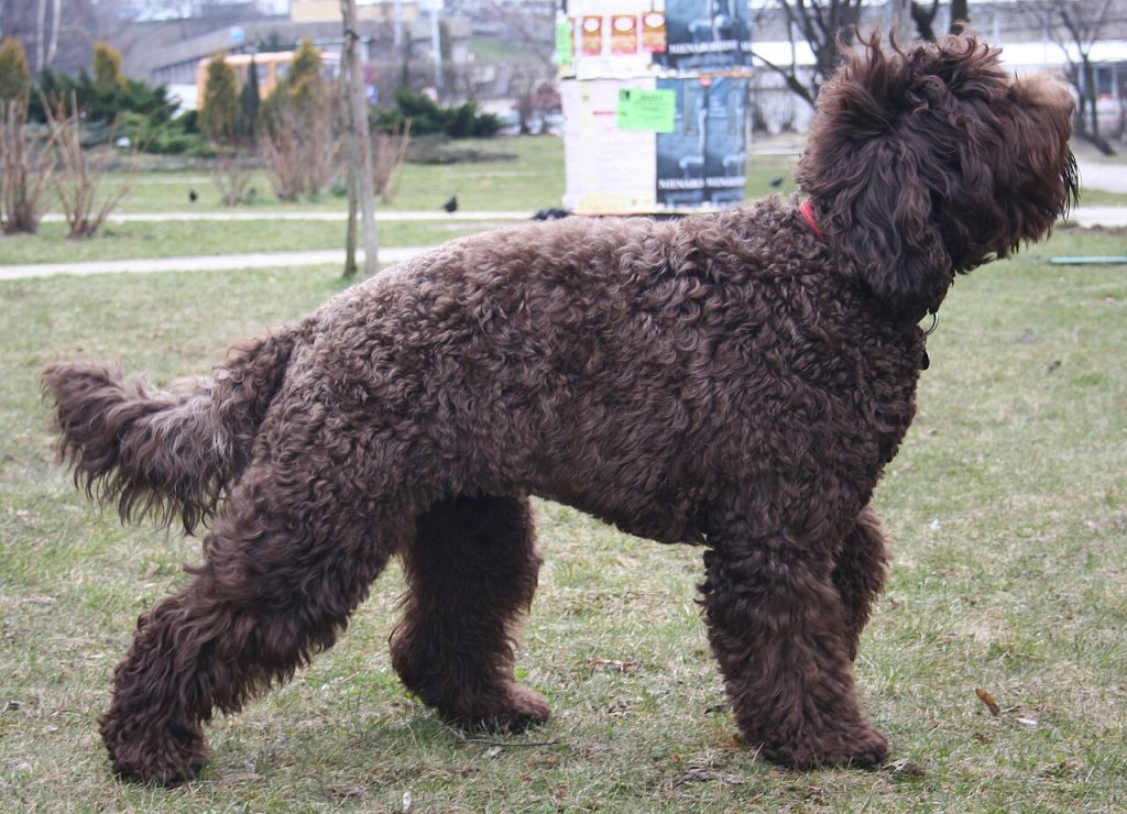 Barbet