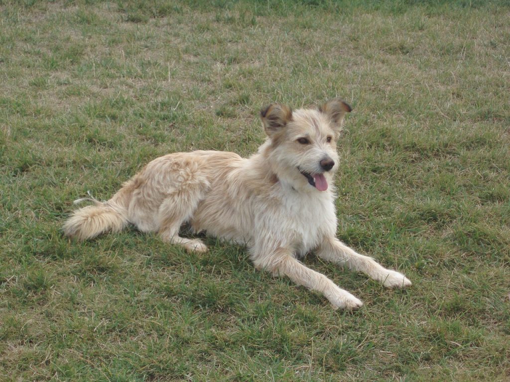 Basque Shepherd Dog