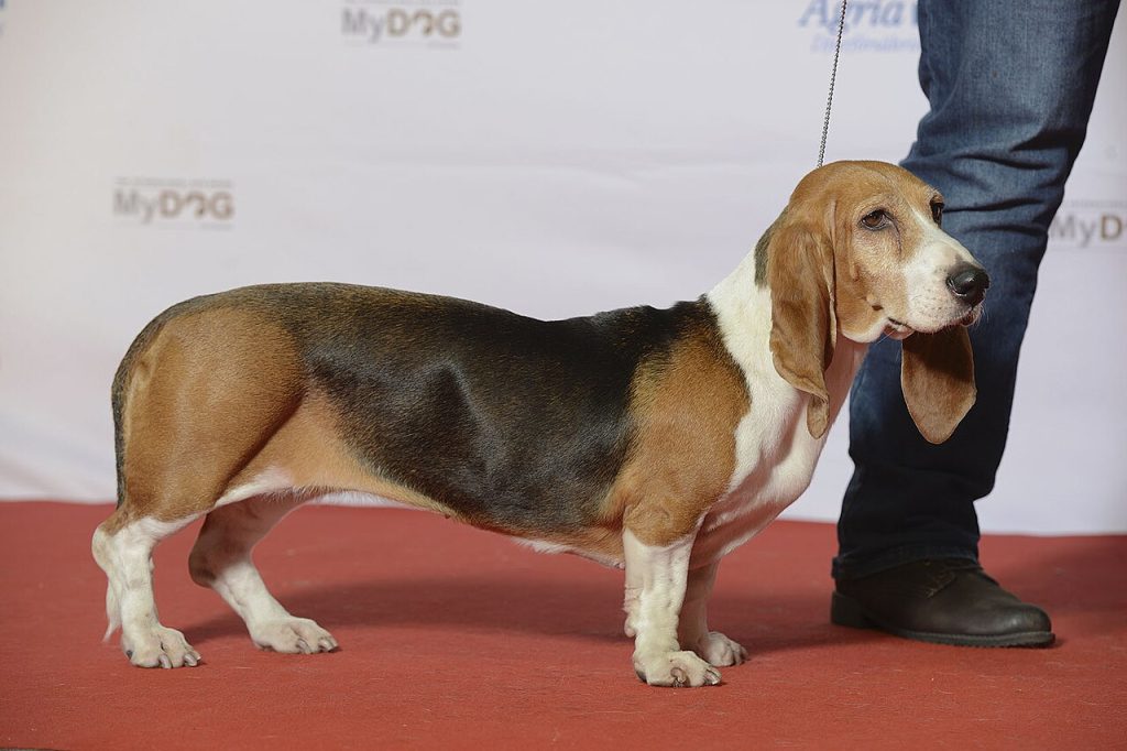 Basset Artésien and Normand