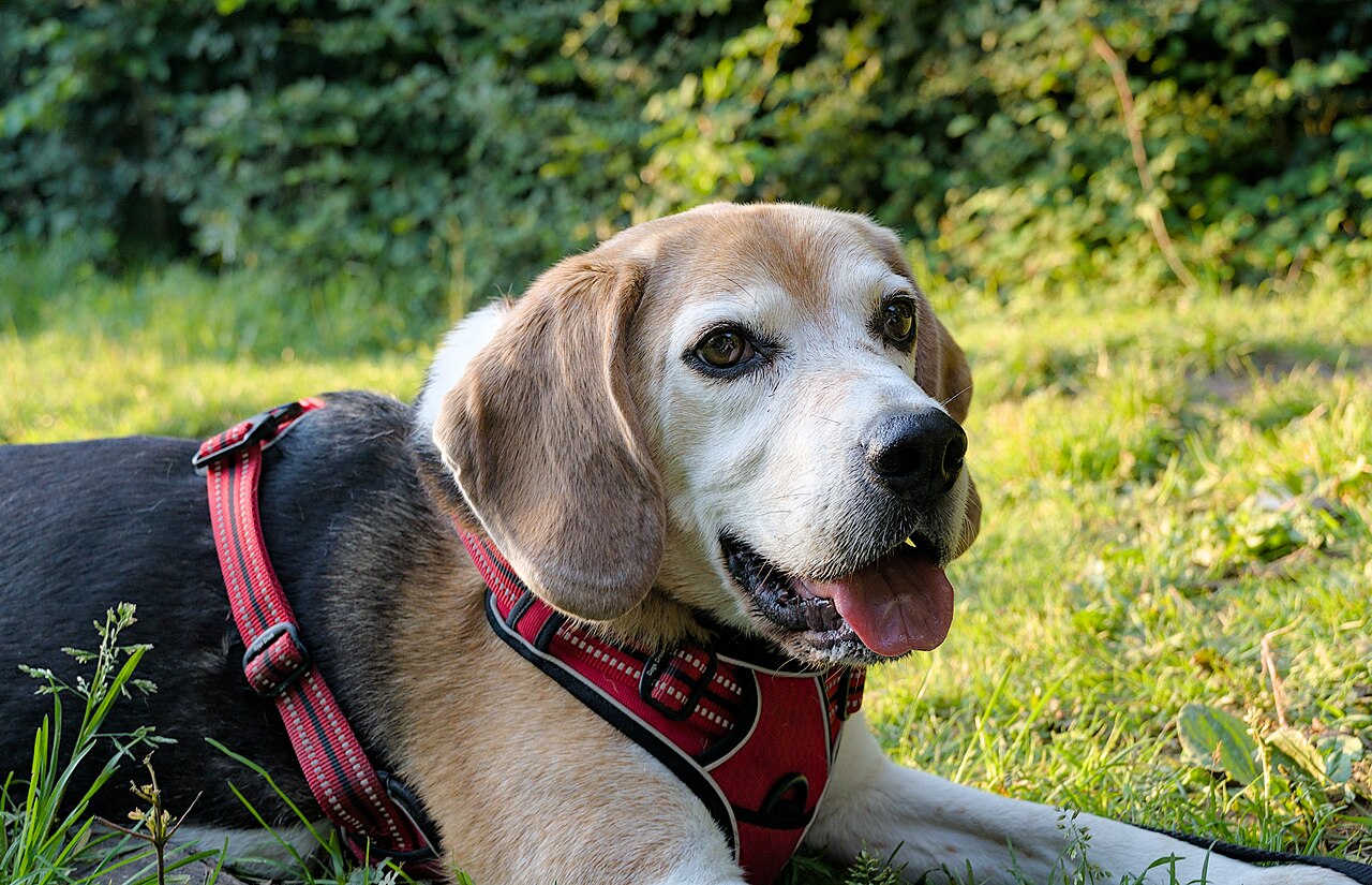 Beagle adulto tumbado al aire libre mostrando su cuerpo y pelaje tricolor