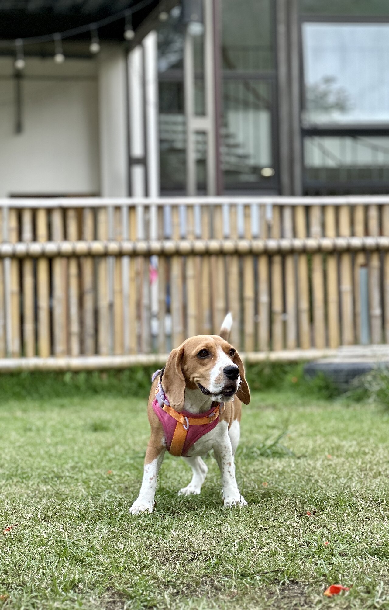 Beagle de pie de cuerpo entero en un parque para perros