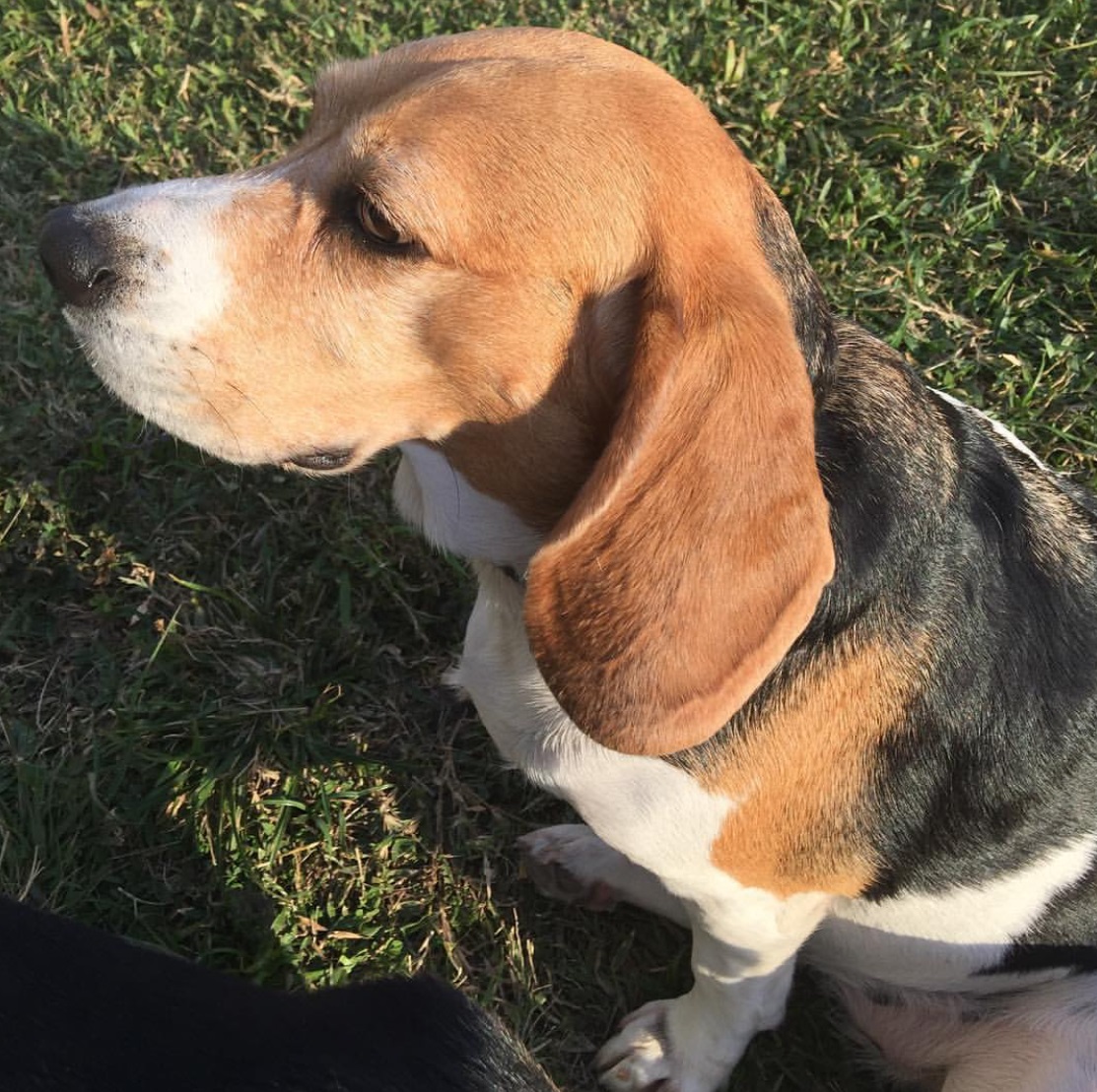 Cabeza de un Beagle hembra mostrando sus orejas largas y caídas