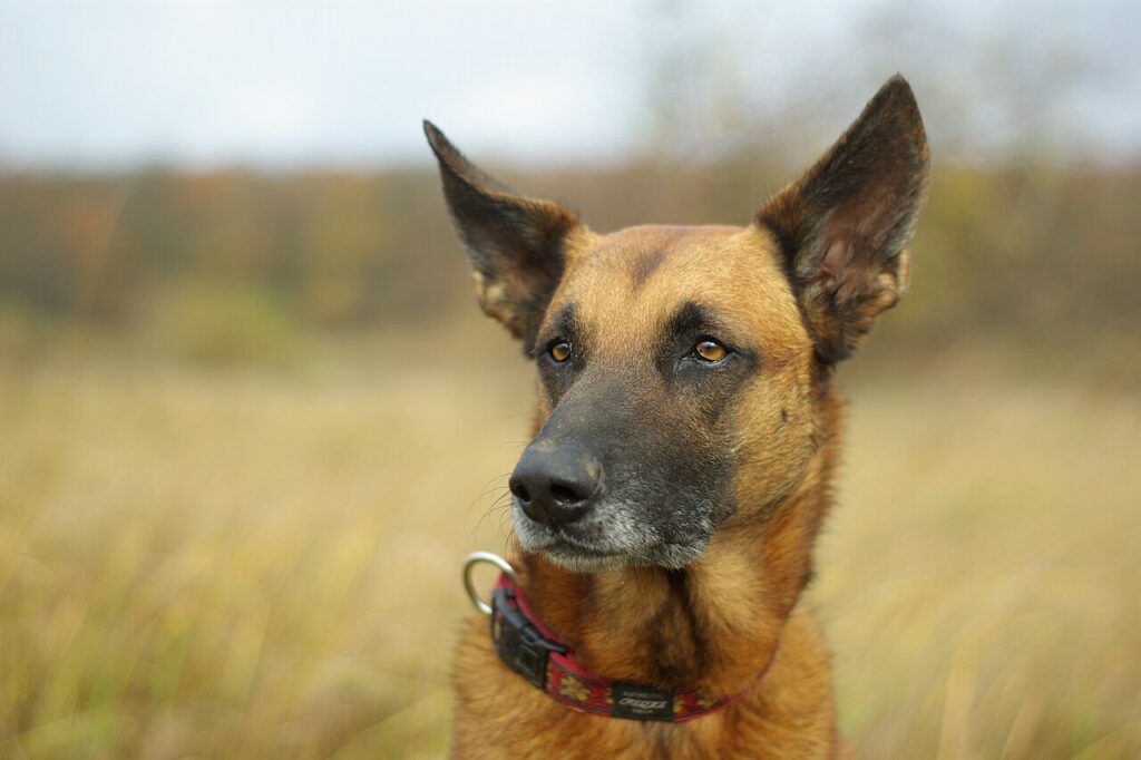 Belgian Malinois