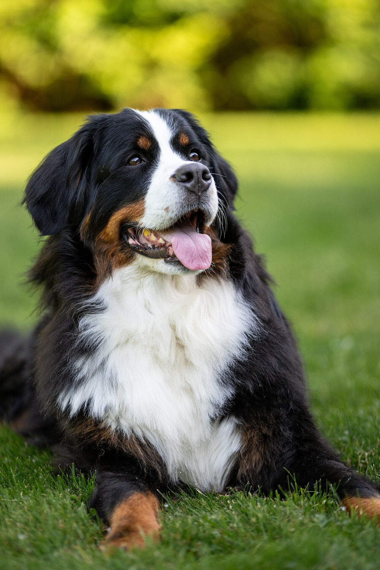 Boyer of Bern lying on the grass showing his tricolor fur and the white spot on his face