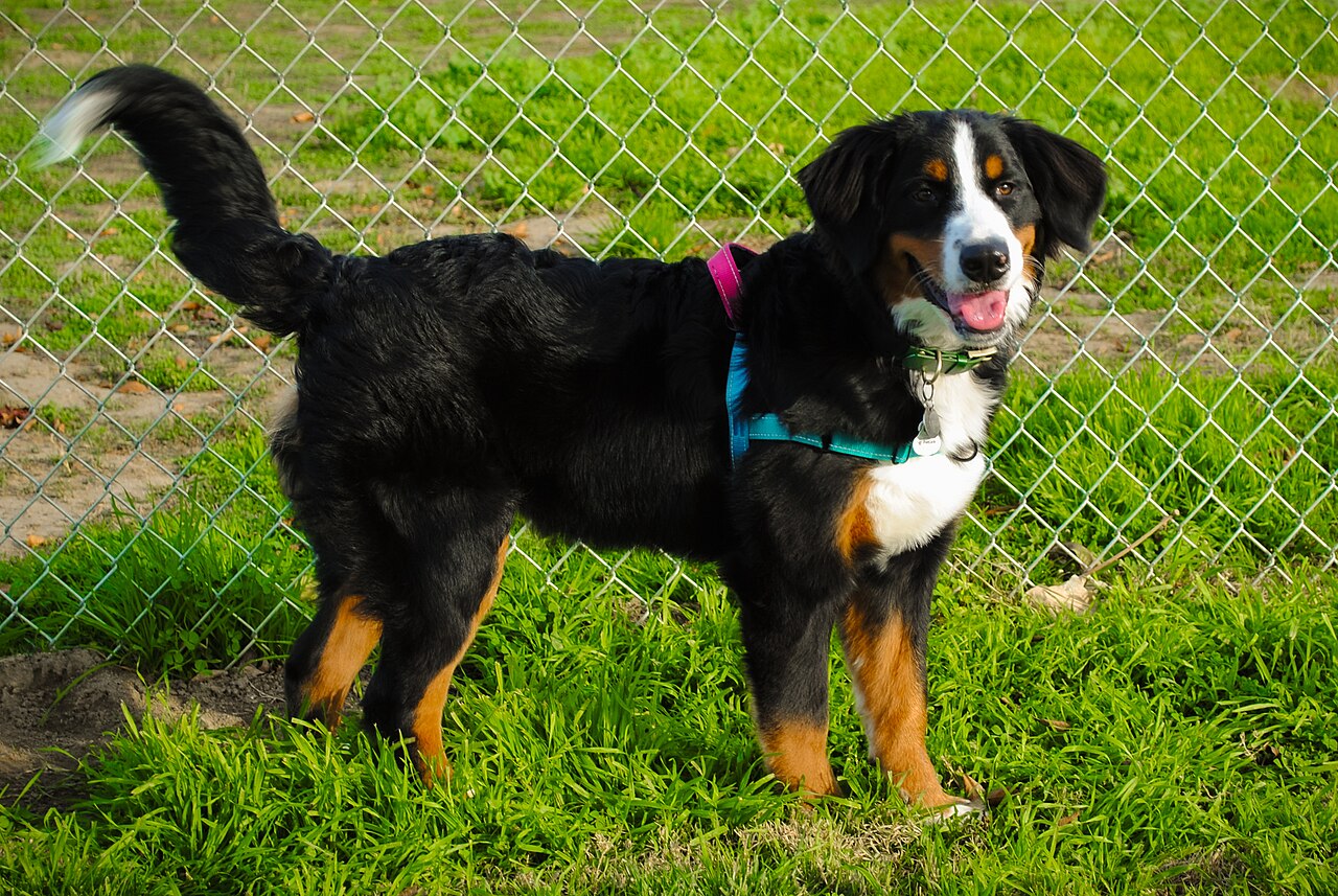Full-bodied Bernese Boyar with a profile on grass, large black, white and fire-coated breed