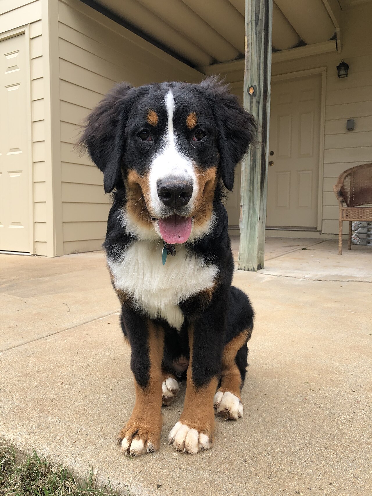 Young Bernese boyer sitting outdoors staring at the camera