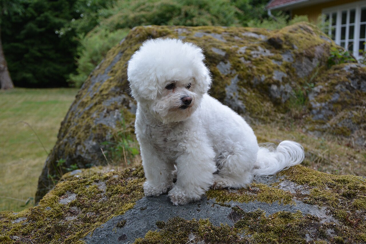 Bichon Frise blanco de cuerpo entero de pie sobre la hierba