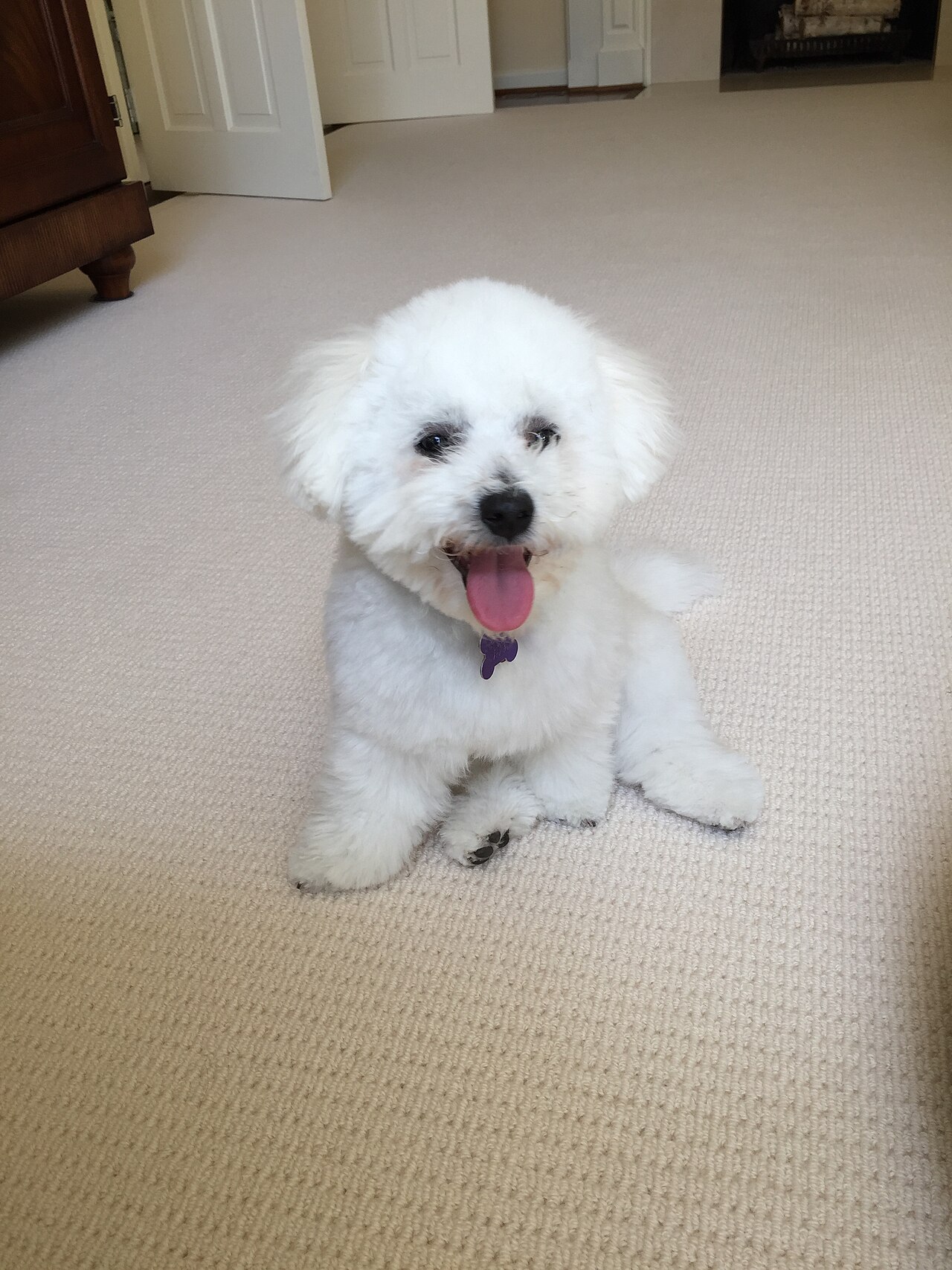 Bichon Frise sentado mostrando su pelaje rizado y blanco