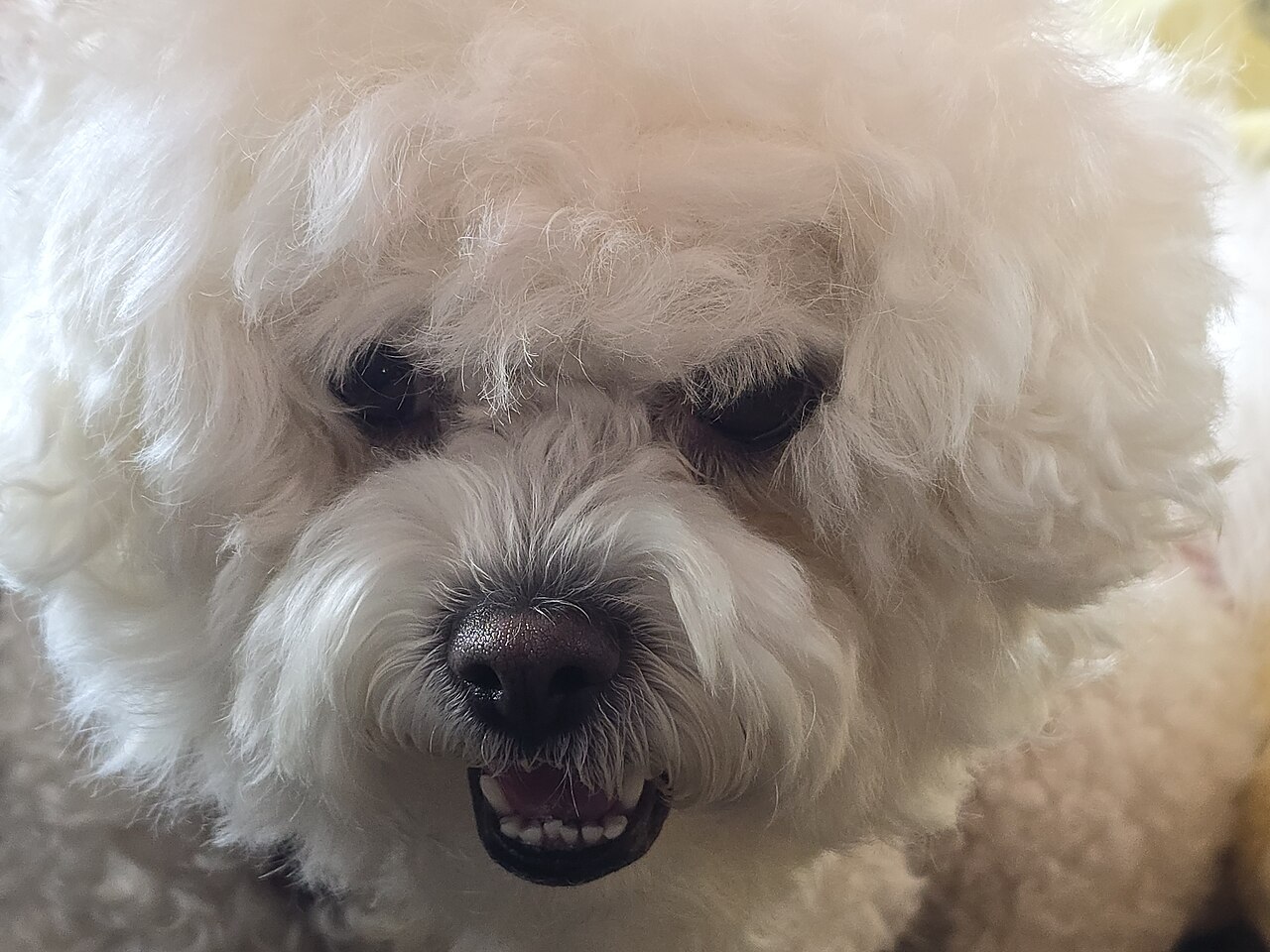 Bichon Frise al aire libre en un jardin