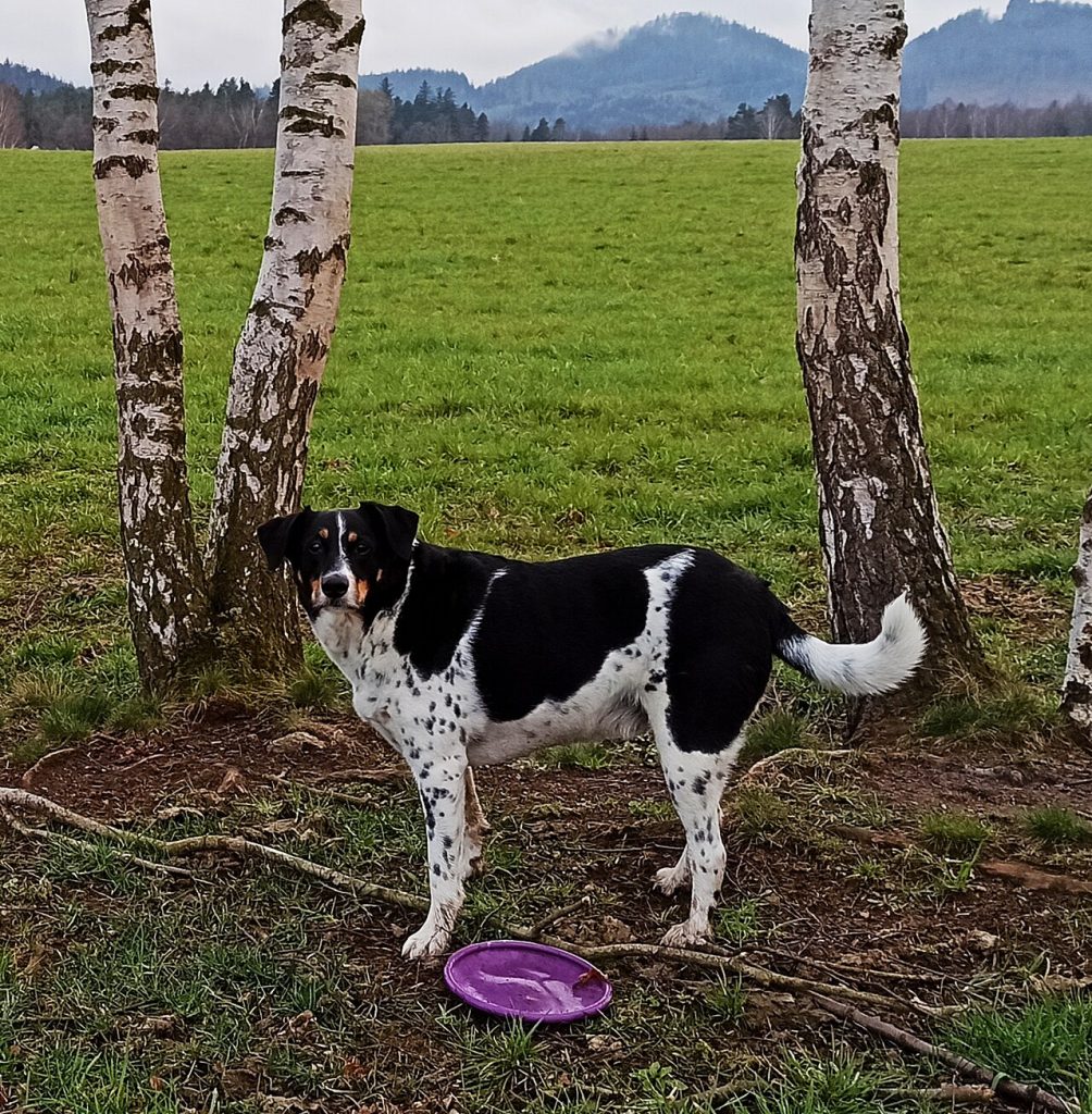 Bohemian Spotted Dog